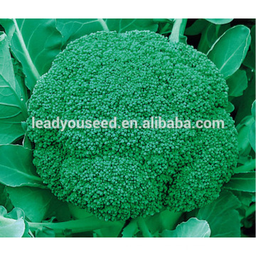 ABR012 Chishi temprano madurez semillas de hortalizas verdes para la venta, semillas de coliflor verde